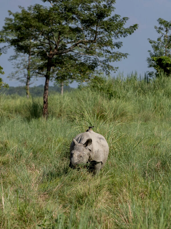 Wildlife Adventure Tours
