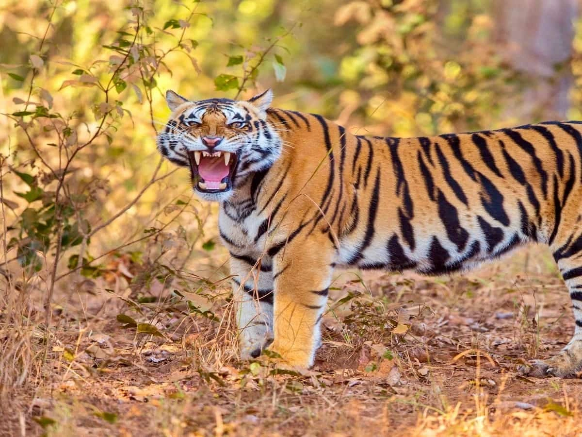 Bardia National Park Jungle Safari Tour