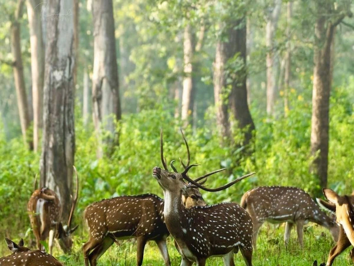 Bardia National Park Jungle Safari Tour