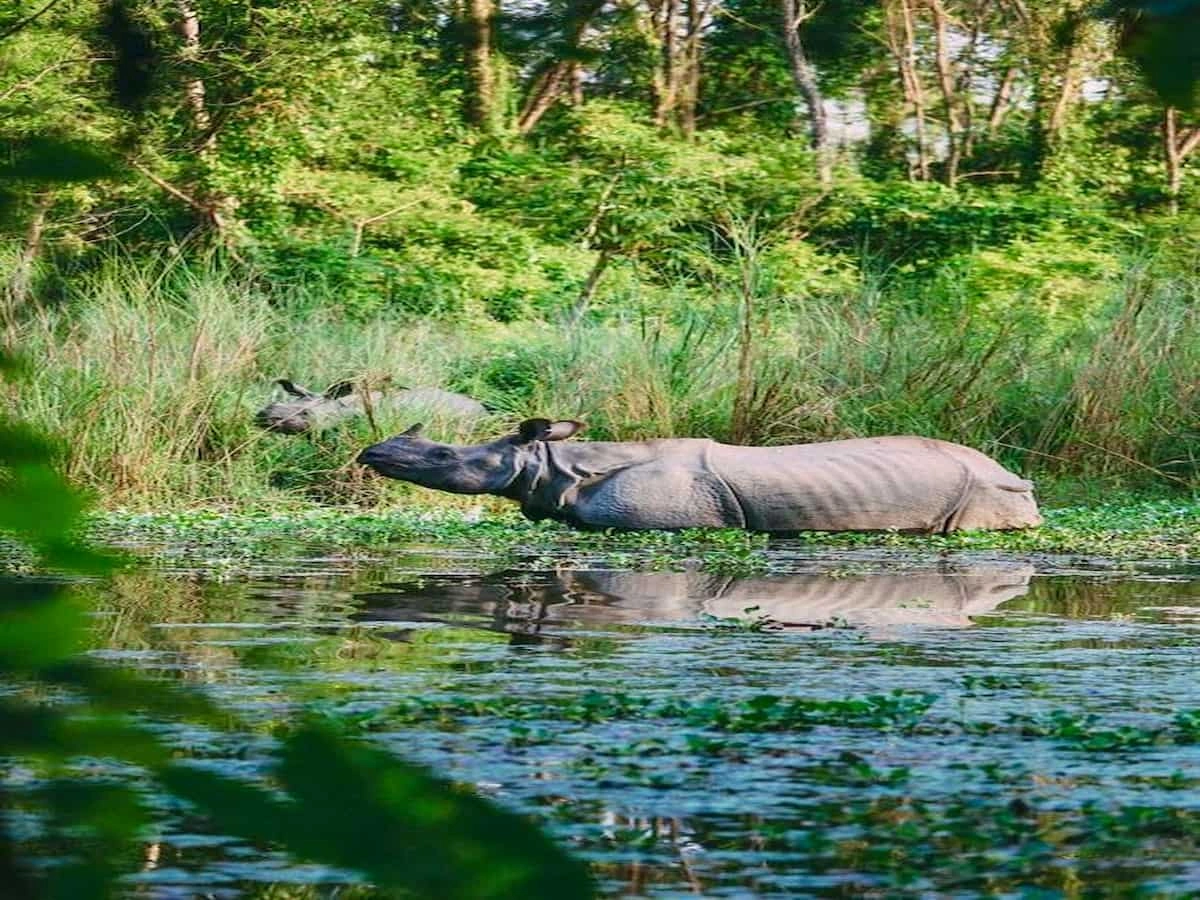 Chitwan Jungle Safari