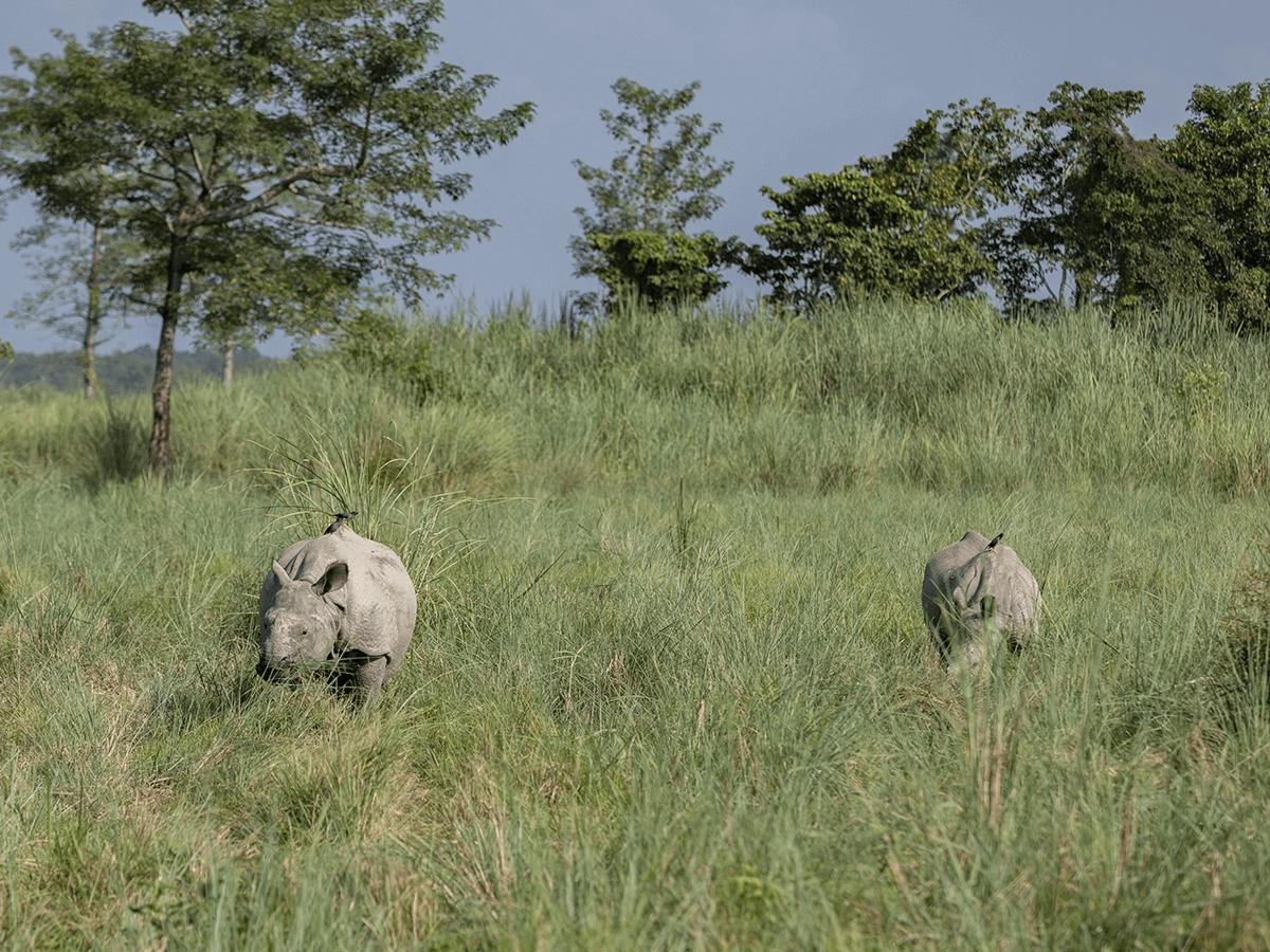 Discover the wildlife tour in Nepal